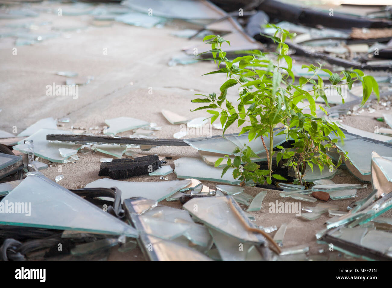 Ein Bäumchen wächst unter brach Glas in einem ausgebombten Gebäude aus dem Bosnischen Krieg in Mostar, Bosnien und Herzegowina Stockfoto