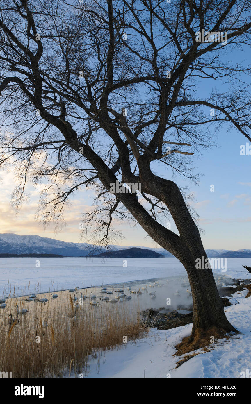 Baum im Winter, und singschwänen; See Kussharo, Hokkaido, Japan. Stockfoto