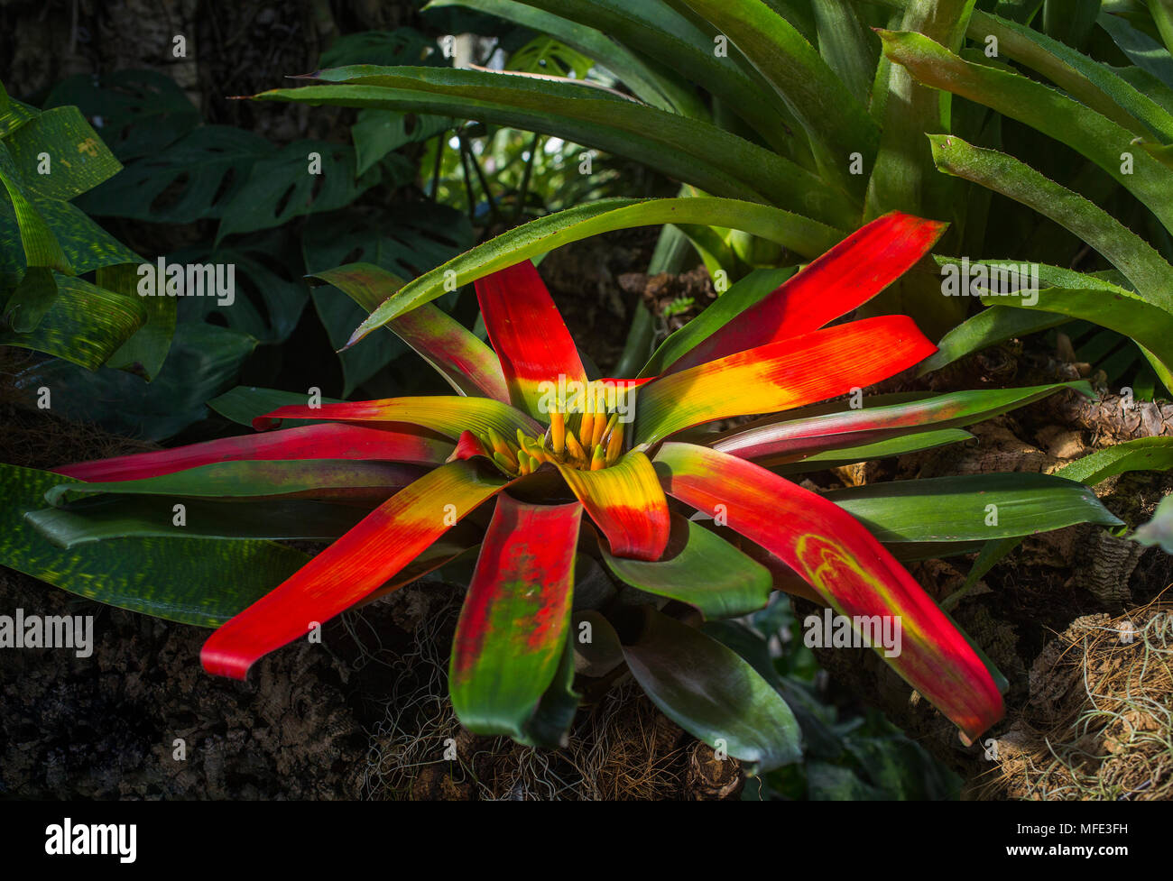 Blühende rote Vriesea Bromelie (Vriesea imperialis), die Botanischen Gärten von Montreal, Montreal, Quebec, Kanada Stockfoto