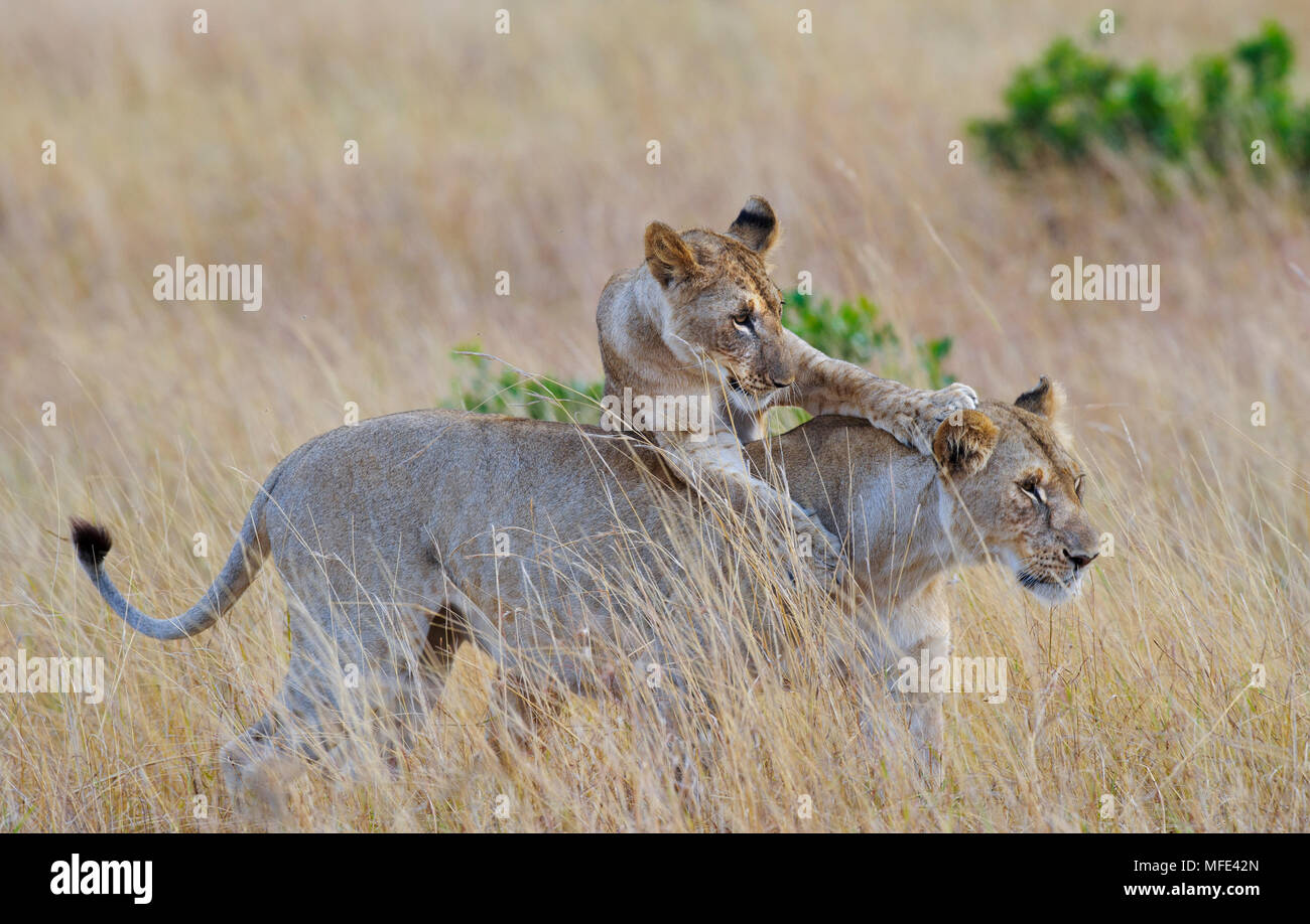 African Lion cub Spielen mit weiblichen Löwe Panthera leo, Masai Mara, Kenia. Stockfoto