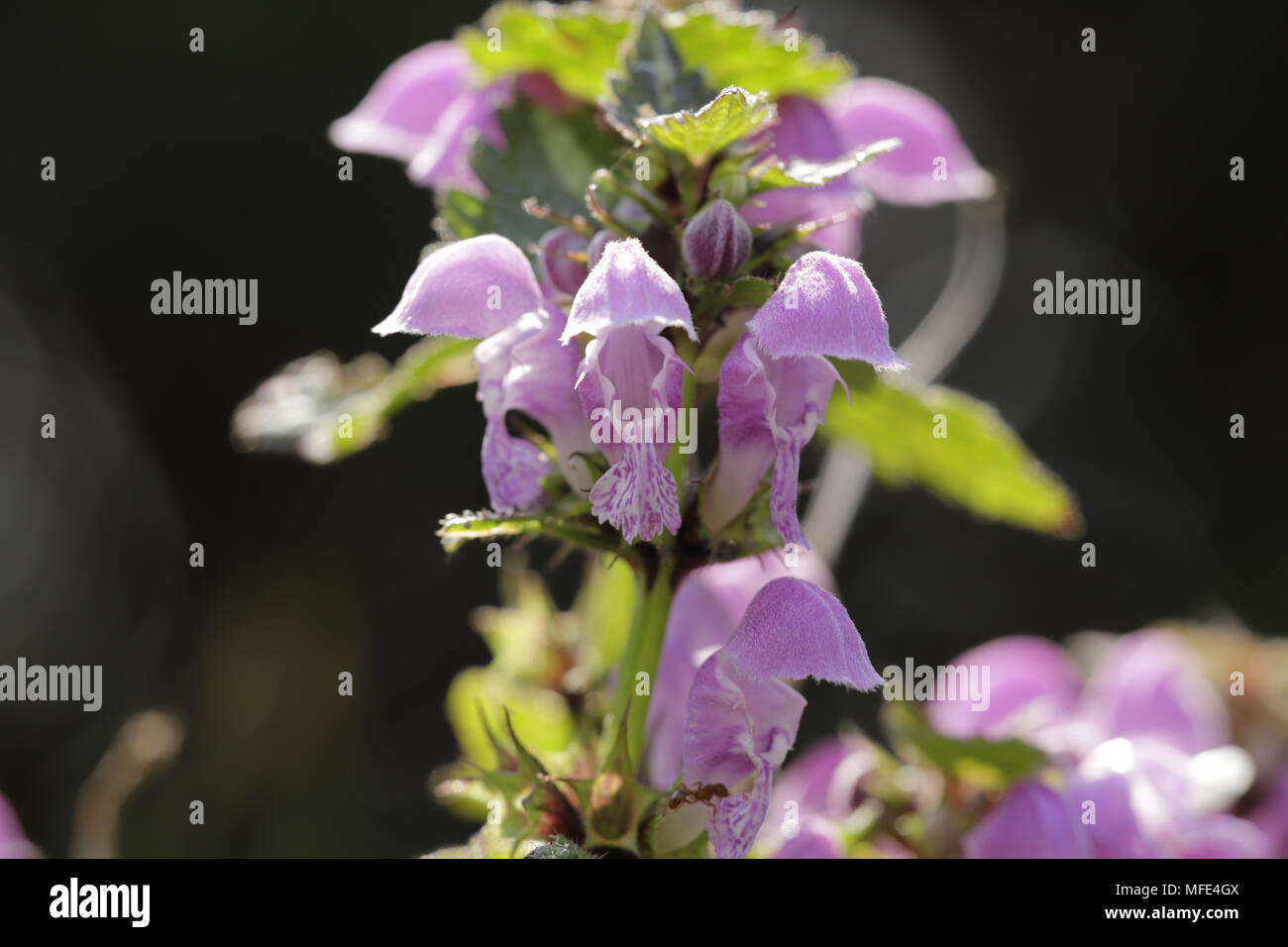 Lamium Brennnessel Anlage mit wunderschönen Blumen und sehr attraktiv für Bienen Stockfoto