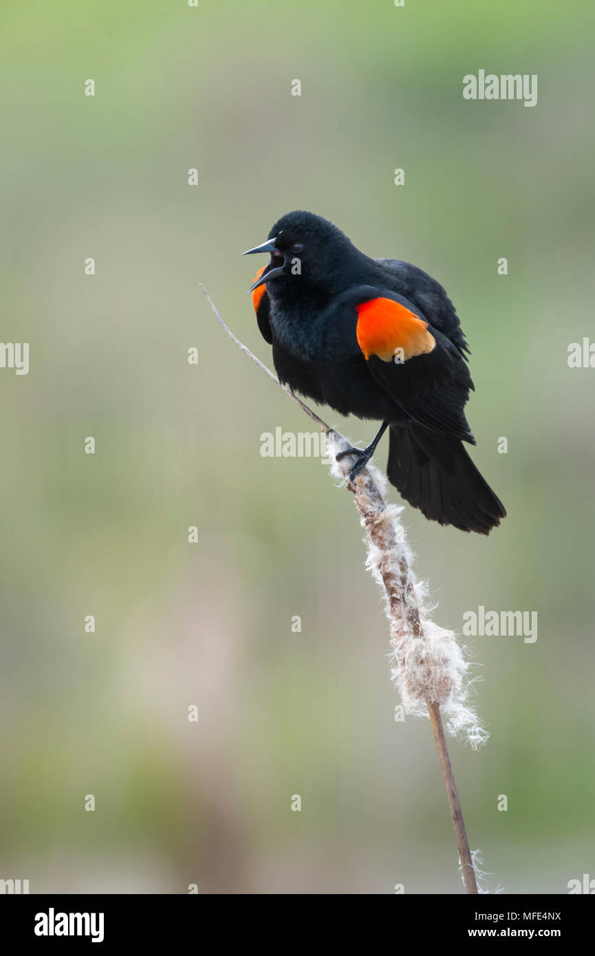 Red-winged blackbird Gesang und Darstellung, Agelaius phoeniceus. Stockfoto