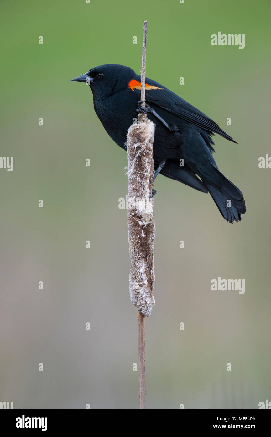 Red-winged blackbird auf Agelaius phoeniceus Cattail,. Stockfoto