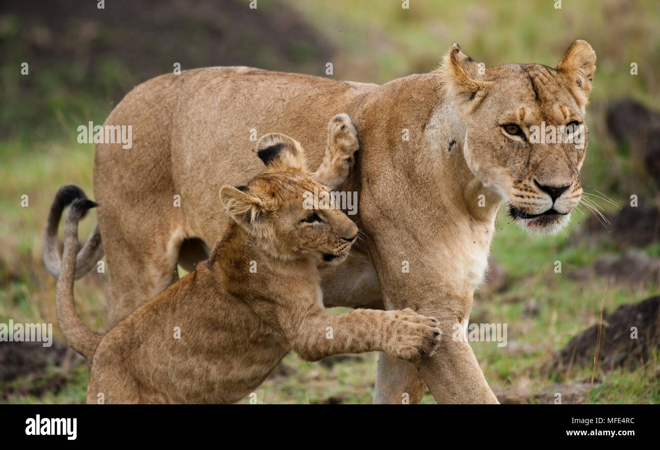 Löwin und ihr Junges; Panthera leo, Masai Mara, Kenia. Stockfoto