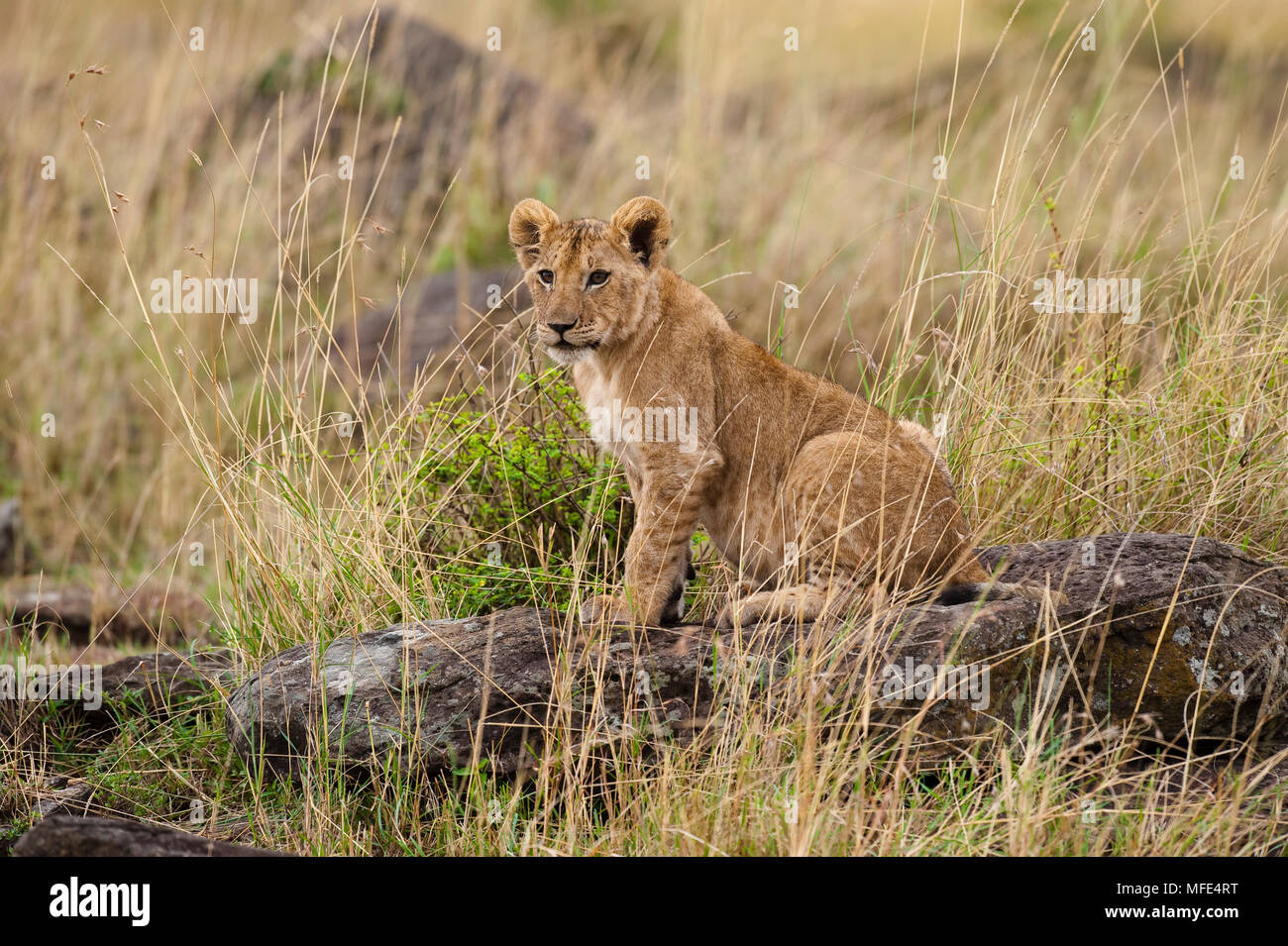 Lion cub; Panthera leo, Masai Mara, Kenia. Stockfoto