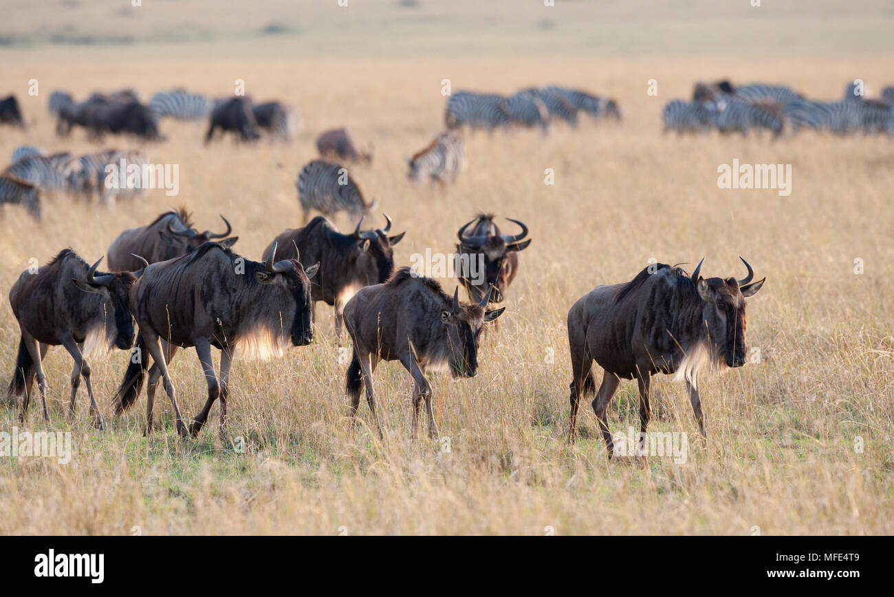Gnus Connochaetes taurinus in der Migration;; Masai Mara, Kenia. Stockfoto
