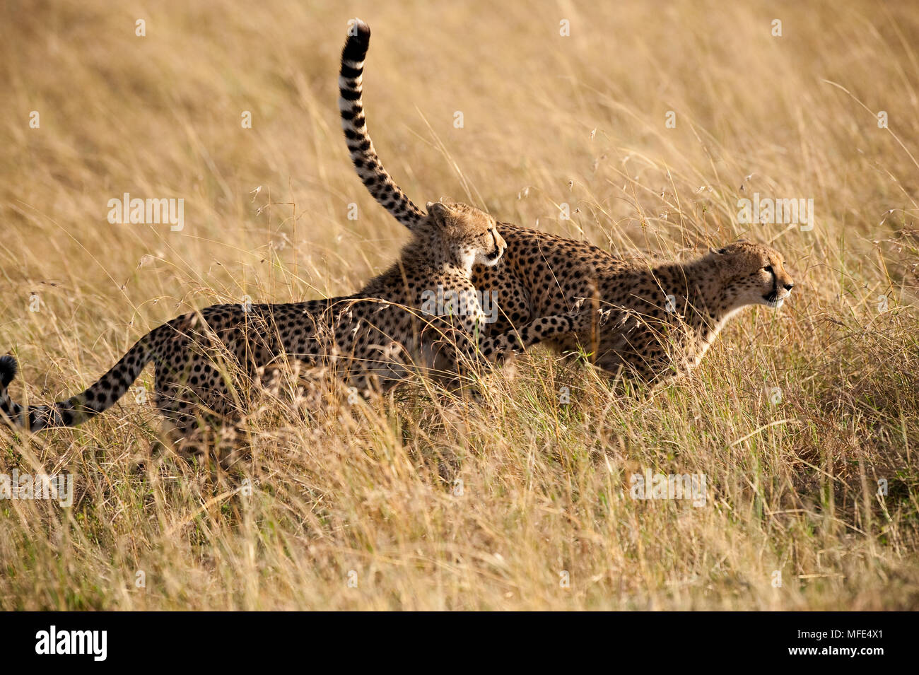 Zwei junge geparden einander jagen in Spielen; Acinonyx jubatus; Masai Mara, Kenia. Stockfoto