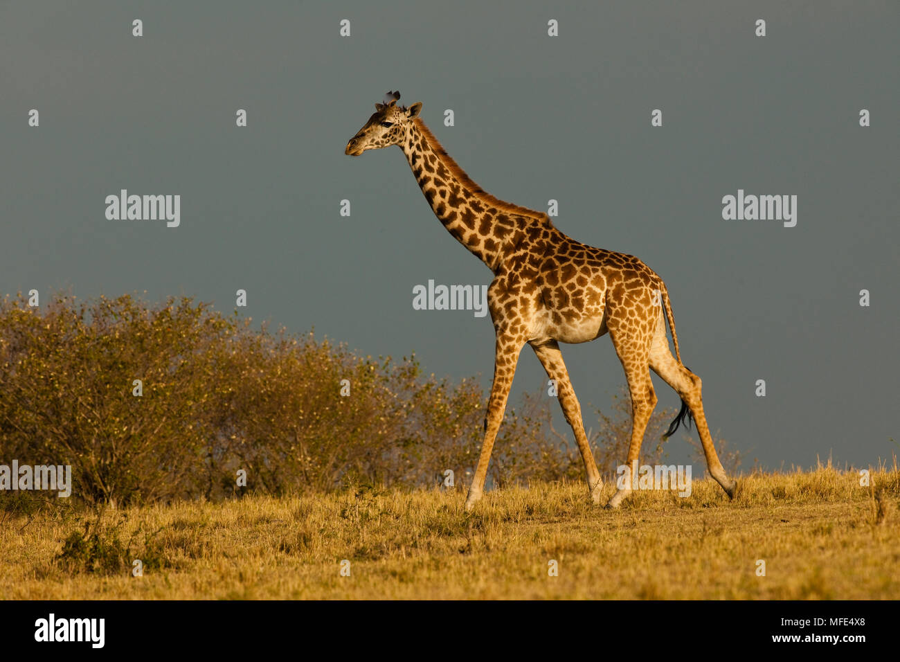 Gemeinsame Giraffe mit grauen Sturm Himmel; Giraffe camelopardalis, Masai Mara, Kenia. Stockfoto