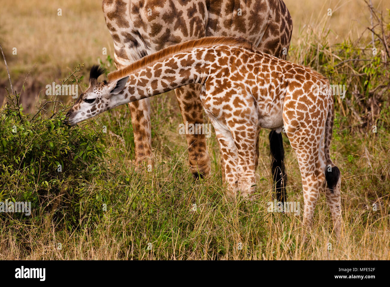Junge gemeinsame Giraffe mit Mutter, Giraffe camelopardalis, Masai Mara, Kenia. Stockfoto
