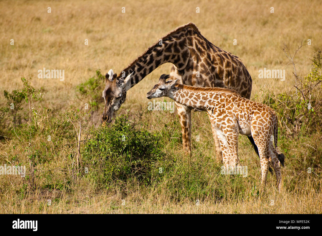 Junge gemeinsame Giraffe mit Mutter, Giraffe camelopardalis, Masai Mara, Kenia. Stockfoto