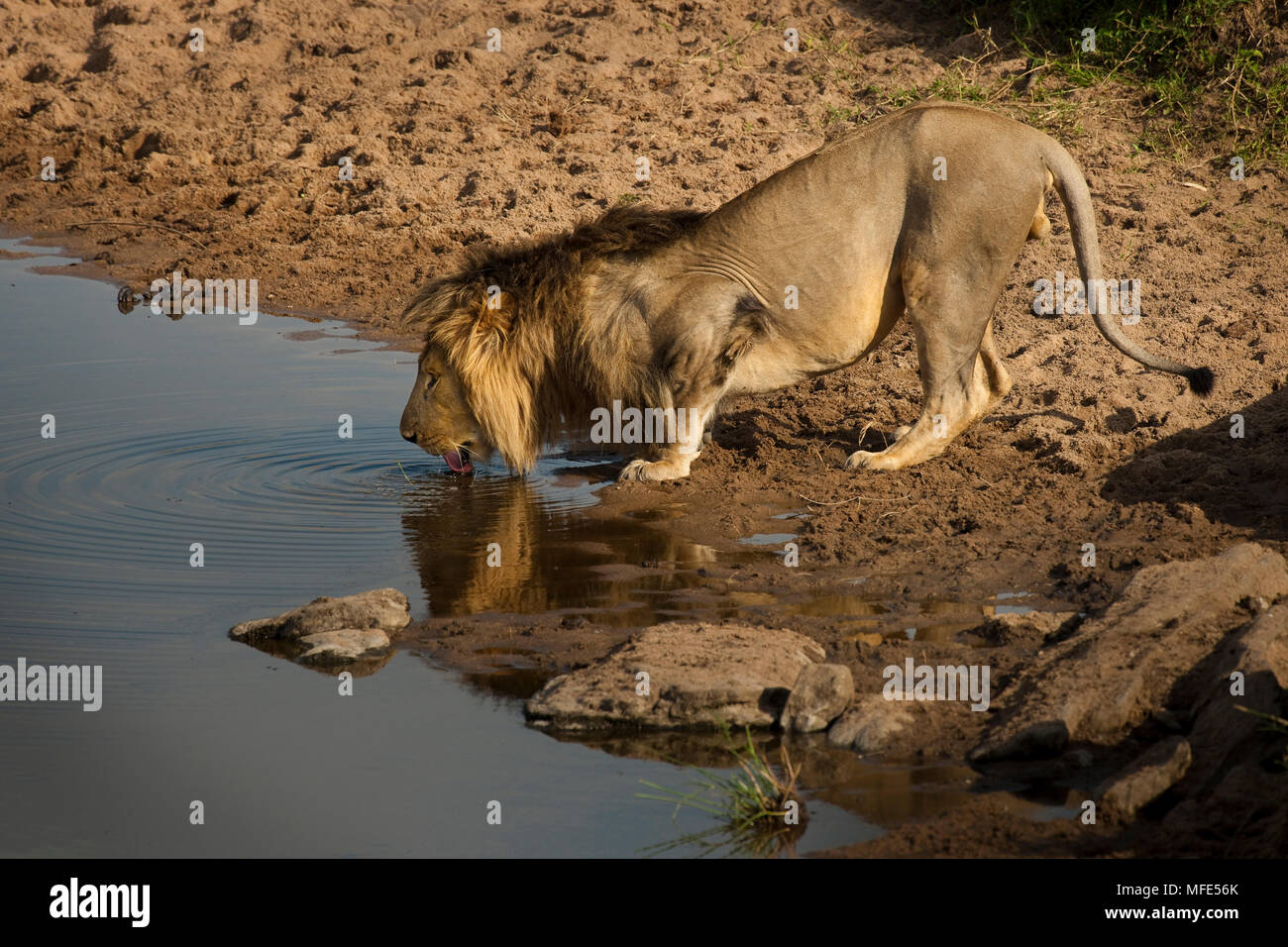 Männliche Löwe trinkt; Panthera leo, Masai Mara, Kenia. Stockfoto