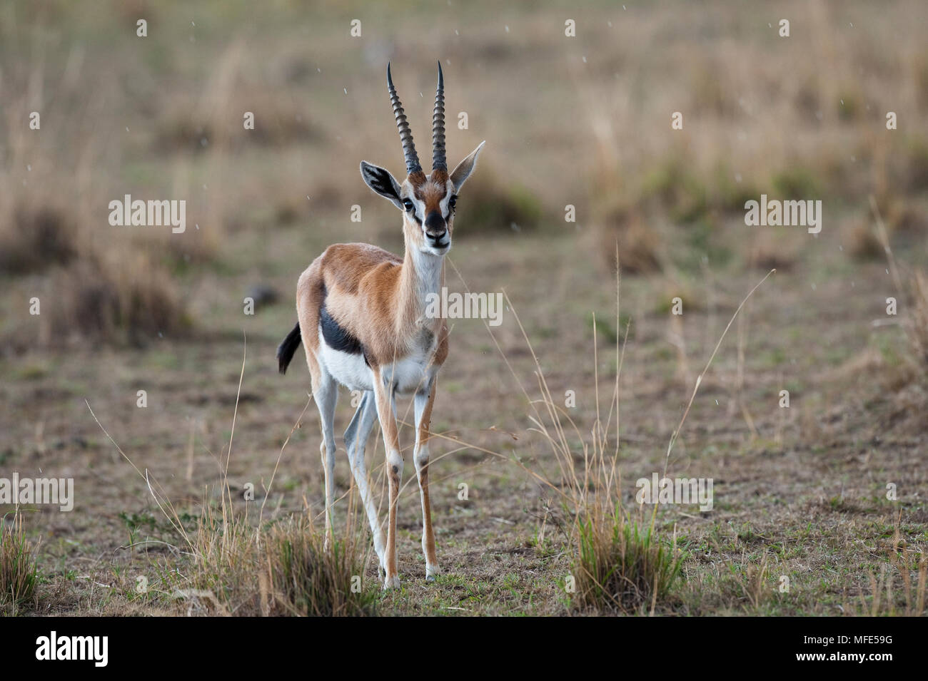 Männliche Thompson's Gazelle bei leichtem Regen; Gazella thomsonii, Masai Mara, Kenia. Stockfoto