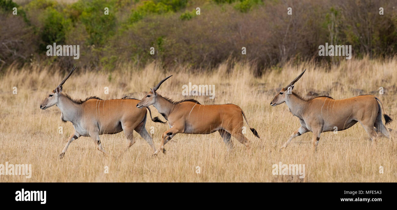 Das ELAND ist die größte der Antilopen, und können leicht einen 8 m hohen Zaun springen; Taurotragus Oryx, Masai Mara, Kenia. Stockfoto