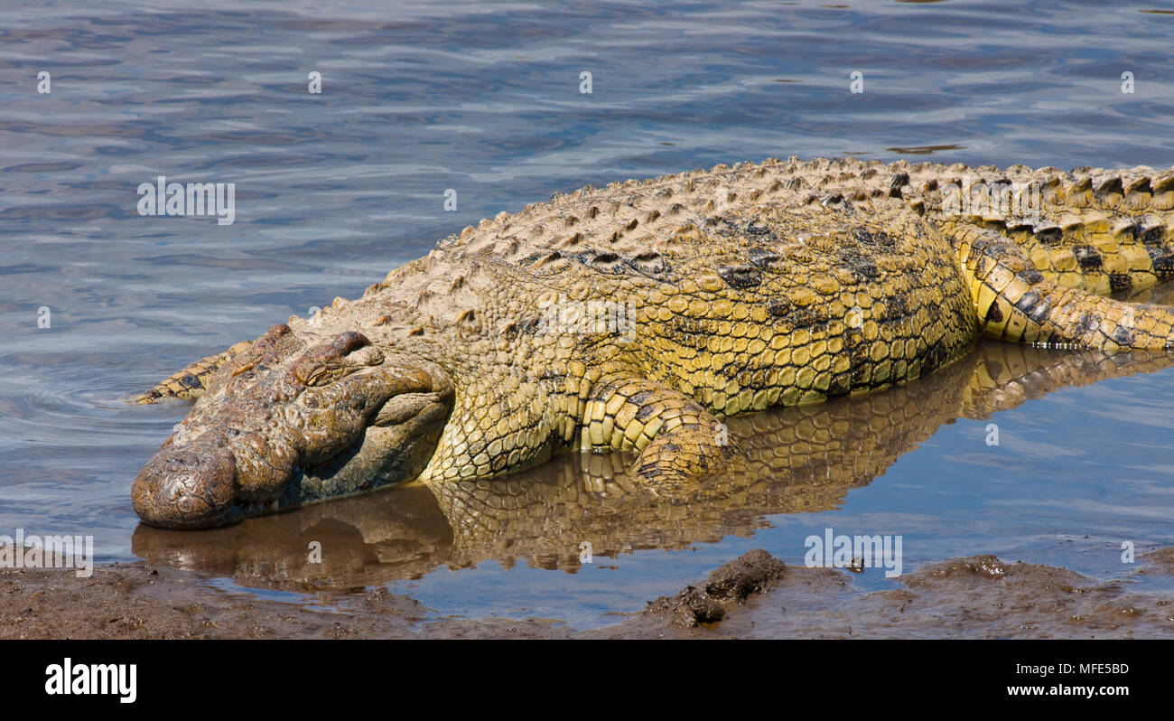 Nilkrokodil Aalen; Crocodylus niloticus, Masai Mara, Kenia. Stockfoto