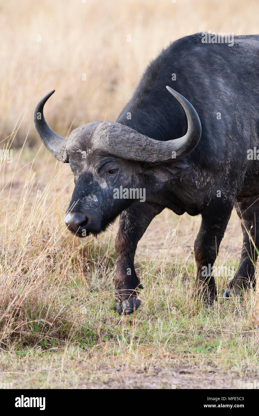 Büffel Stier, Syncerus caffer, Masai Mara, Kenia. Stockfoto