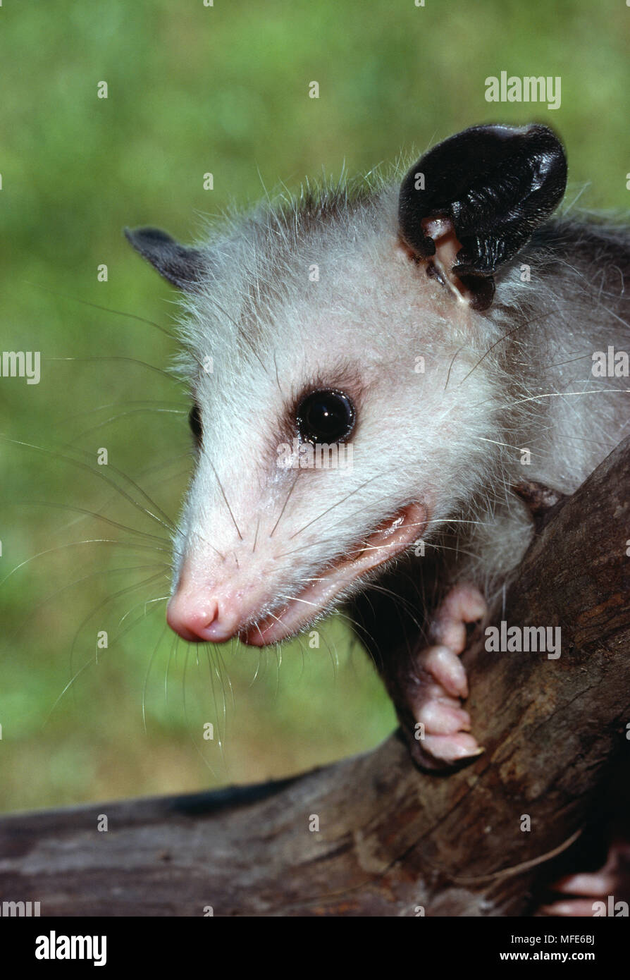 VIRGINIA oder COMMON OPOSSUM Didelphis virginiana Michigan, North Eastern USA Stockfoto