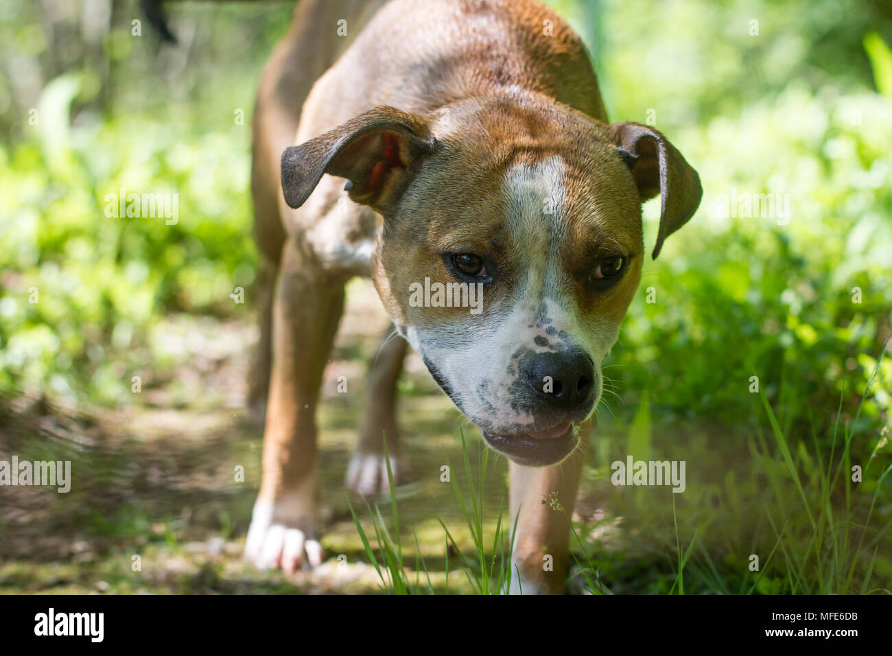 Bulldog-Typ, der an einem sonnigen Tag in einem Wald spaziert Stockfoto