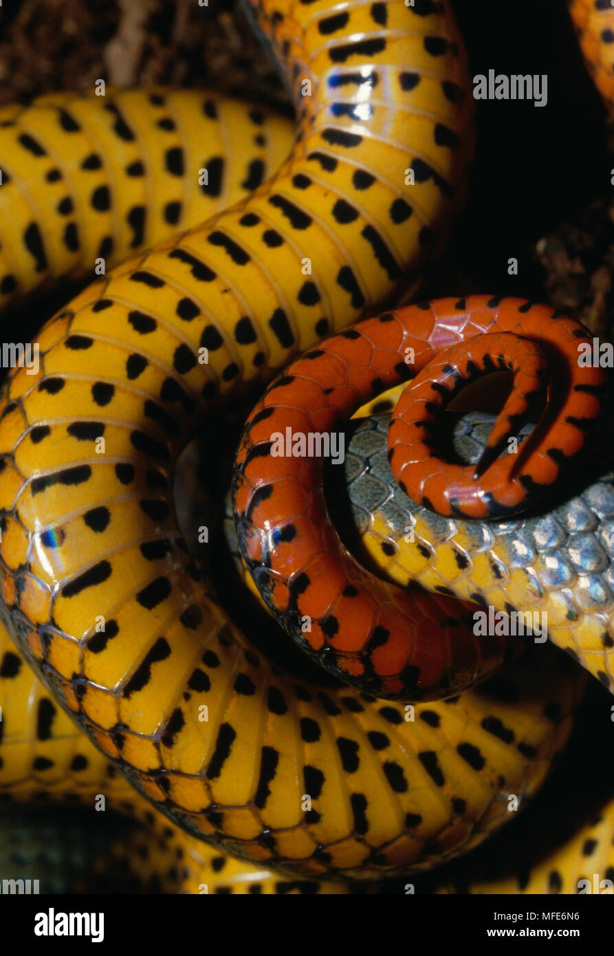 RING-NECKED SCHLANGE Diadophis punctatus ventralen detail Kalifornien, USA Stockfoto