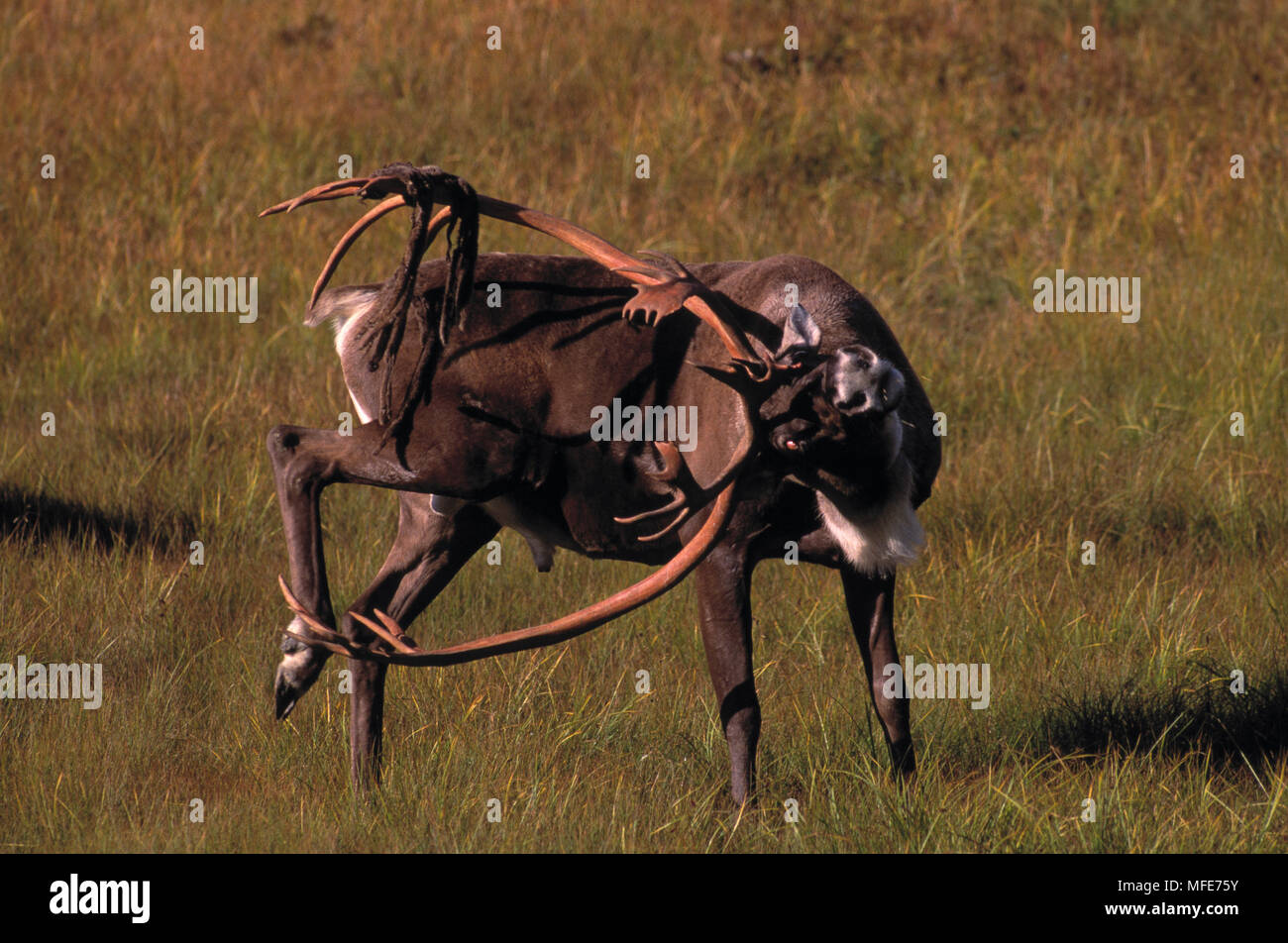 CARIBOU kratzen Rangifer tarandus Denali National Park, Alaska, USA Stockfoto