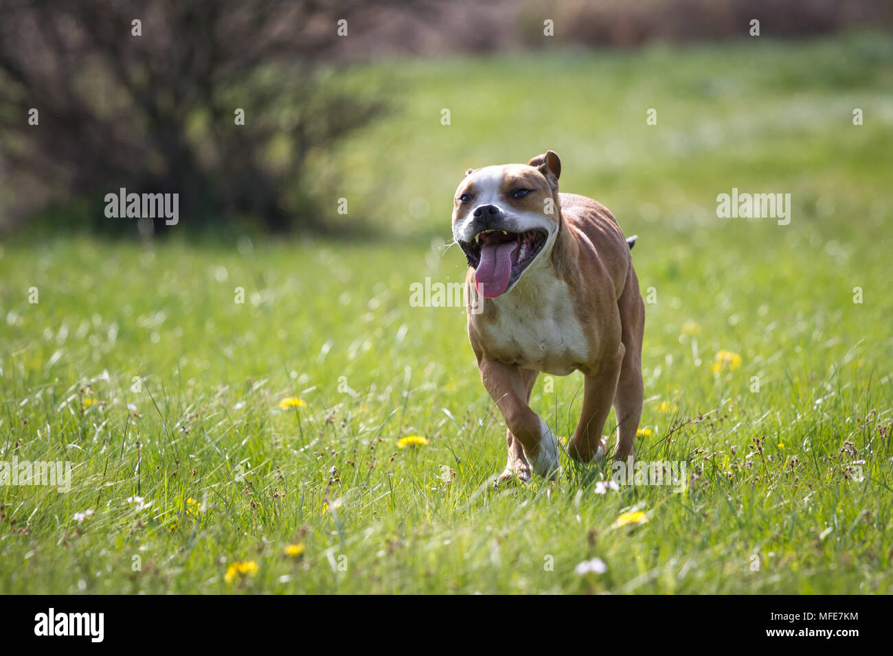 Bulldog Typ Hund läuft Stockfoto