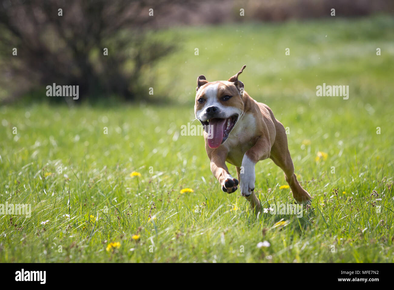 Bulldog Typ Hund läuft Stockfoto