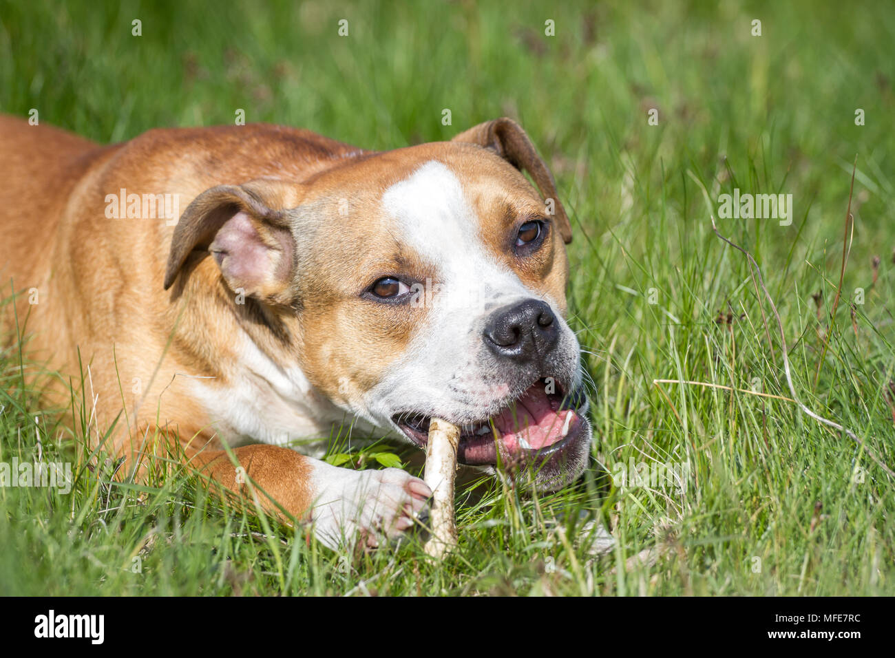 Bulldog Typ Hund, der einen Knochen kaut Stockfoto