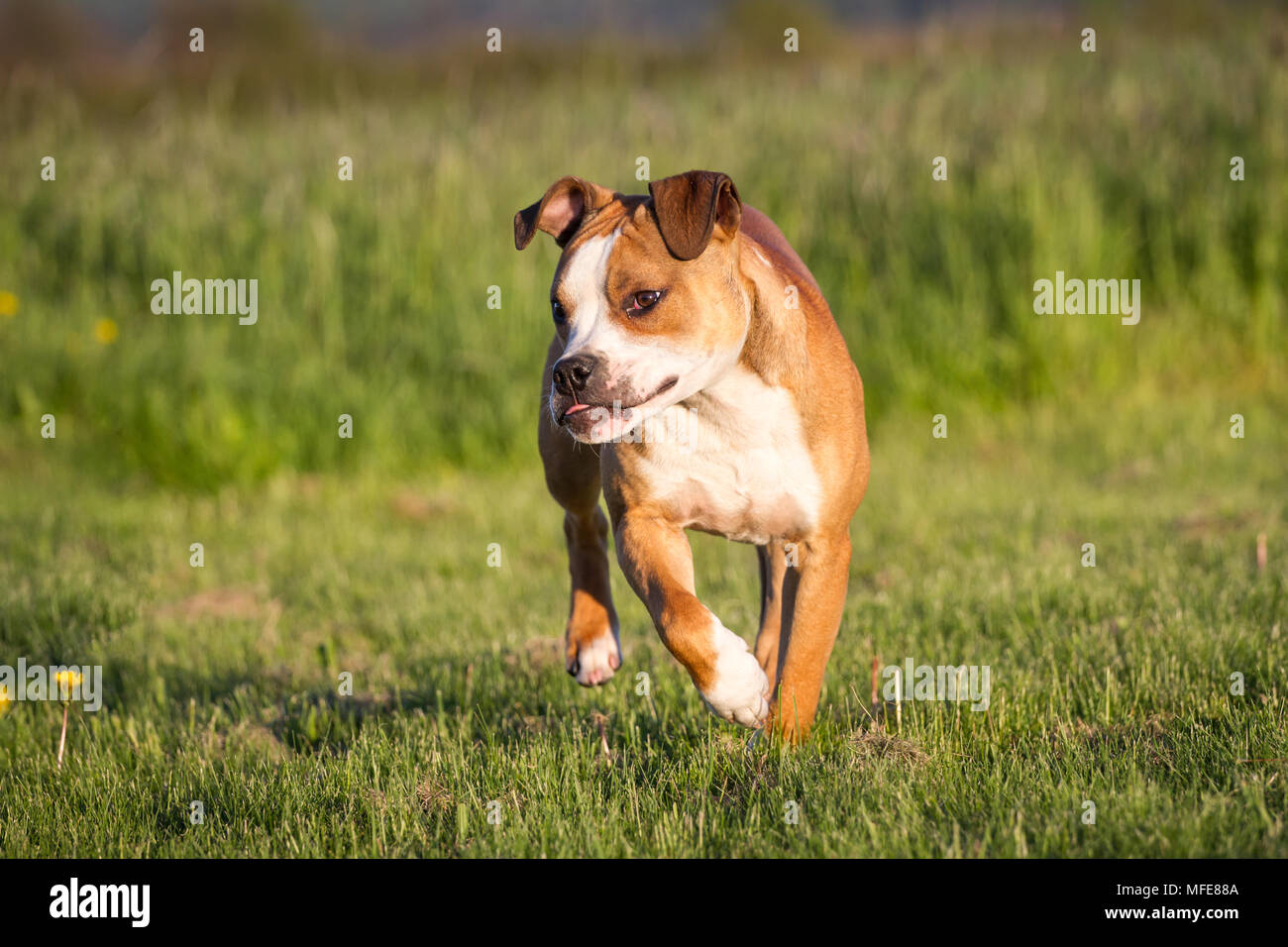 Bulldog-Typ-Hund, der läuft Stockfoto