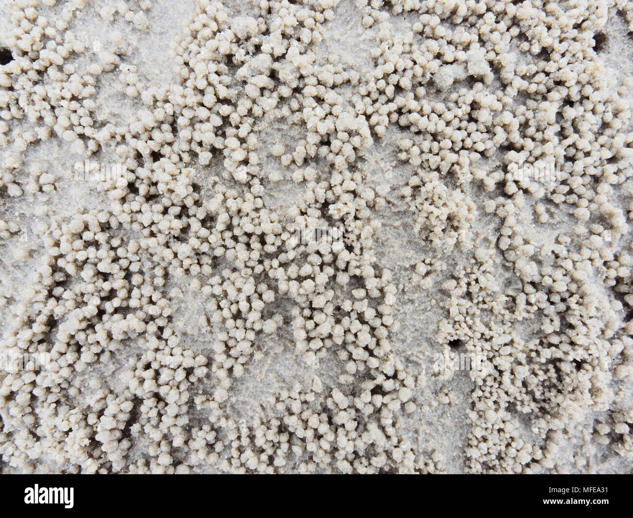 Fuchsbau oder Loch mit Sediment Kugeln oder Pellets durch Sand, wo das Essen von Ghost oder Sand crab zeigen natürliche abstrakter Form und Textur verdaut wurde. Stockfoto