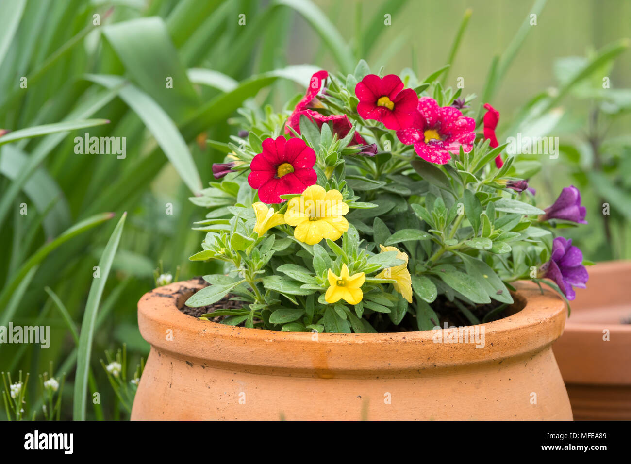 Einige gelbe und rosa Millionen Glocken (Calibrachoa) in einem Topf Stockfoto