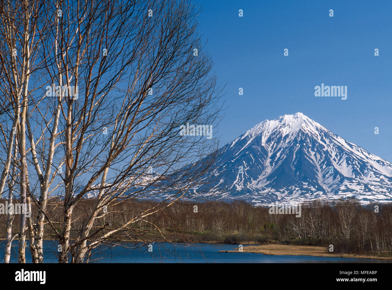 KAMCHATKA HALBINSEL Vulkan Koryaksky, 3456 m, & Stein Birke, Betula ermani Sibirien, Russland Juni Stockfoto