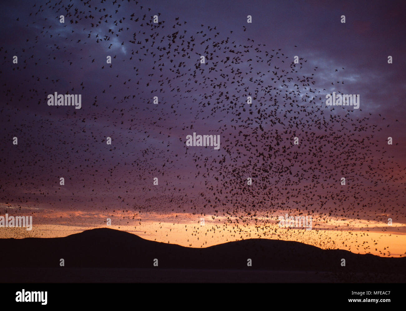 CRESTED Aethia cristatella AUKLETS riesige Herde im Flug in der Dämmerung Talan Insel, des Ochotskischen Meeres, Sibirien, Russland Stockfoto