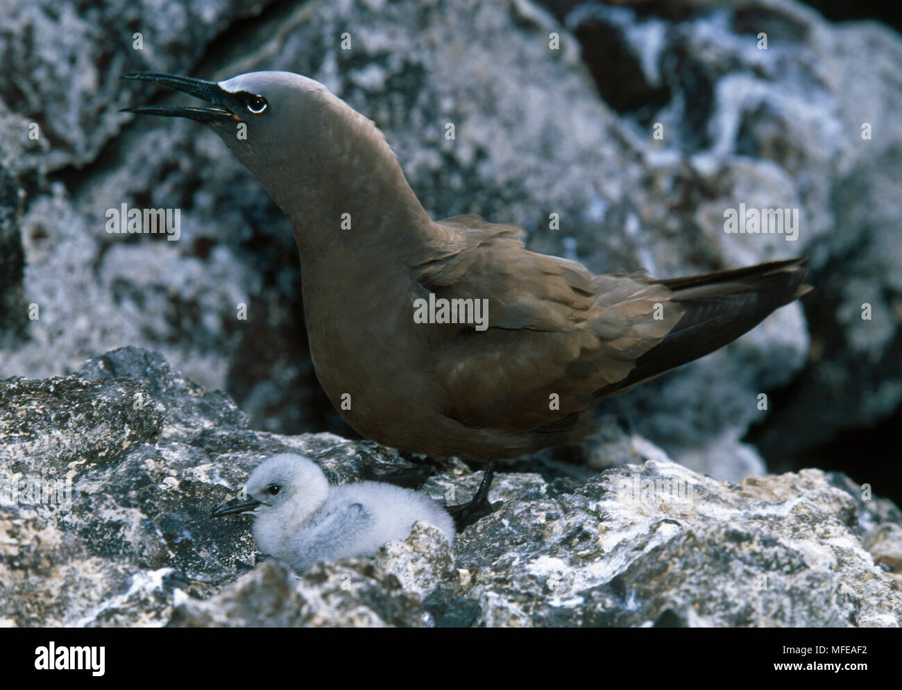 Braun NODDY Anous stolidus Erwachsenen und Küken einer der ersten Gelege auf der Insel seit cat Tilgung Ascension Island Stockfoto