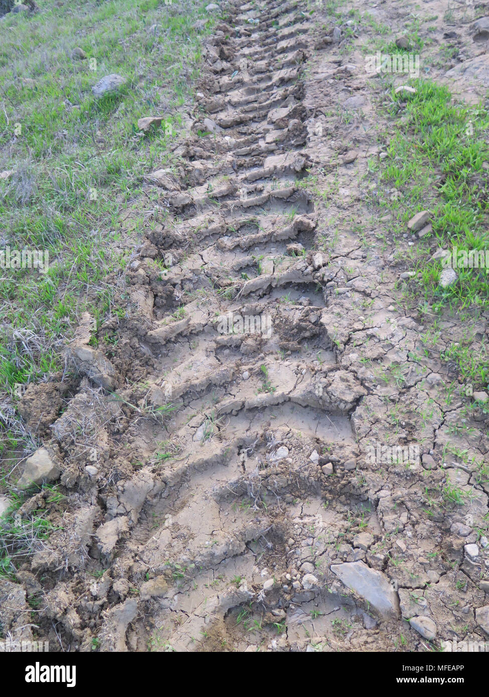 Tiefe Traktor Reifen Spuren im alten andalusischen Olivenhain Stockfoto