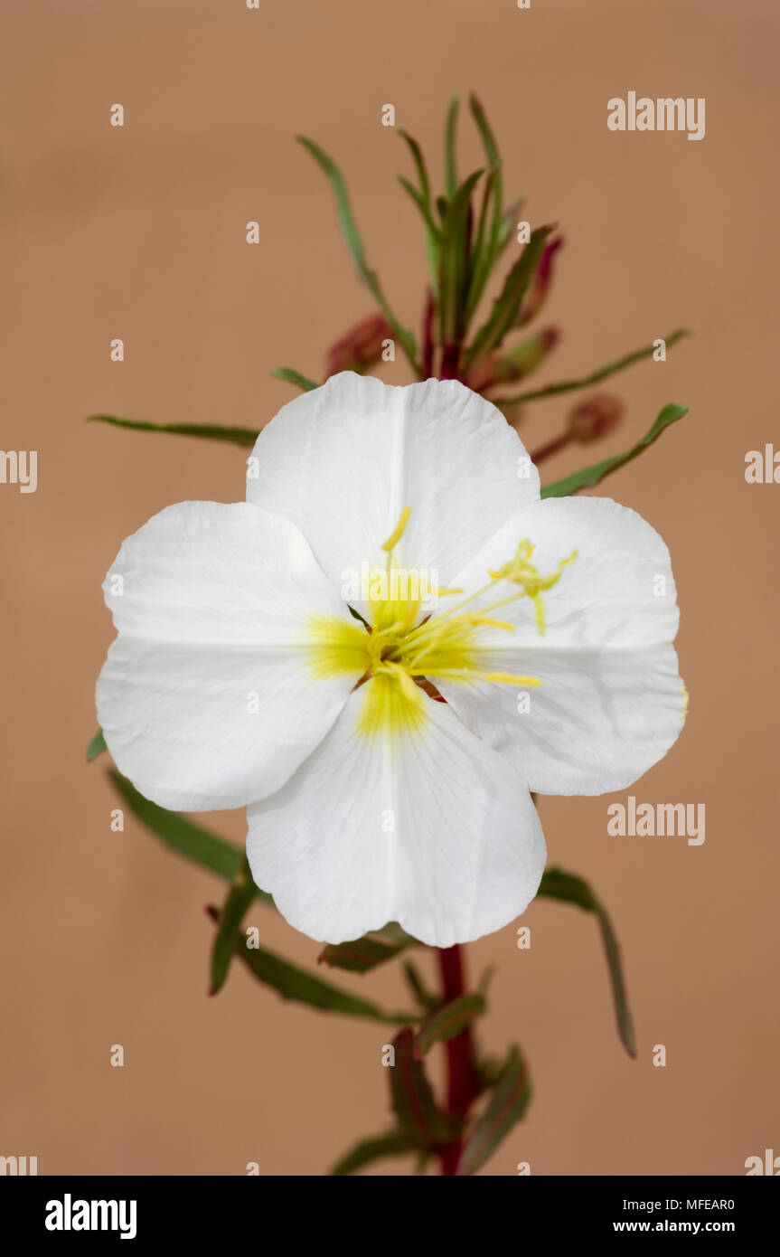 Blass NACHTKERZE Oenothera githago Northern Arizona, USA Stockfoto