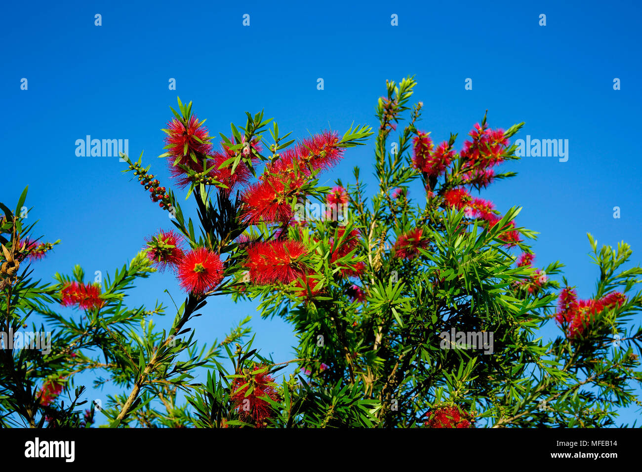 Australian native rot Flaschenbürste Bäume (callistemon) mit blauen Himmel als Hintergrund Stockfoto