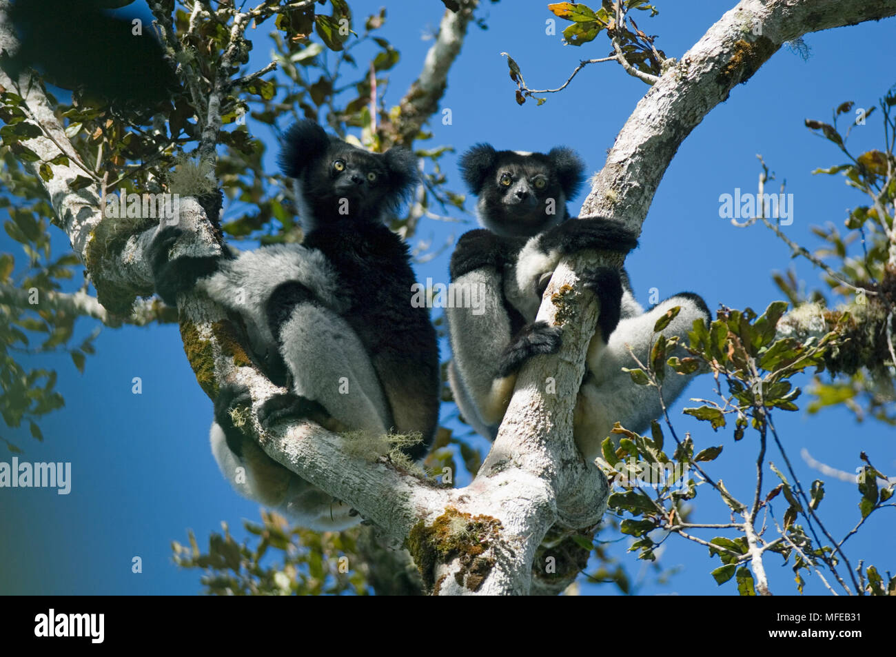 INDRI Indri indri Lemuren Andasibe-Mantadia Nationalpark, Perinet finden, Madagaskar gefährdete Arten - Wild Stockfoto