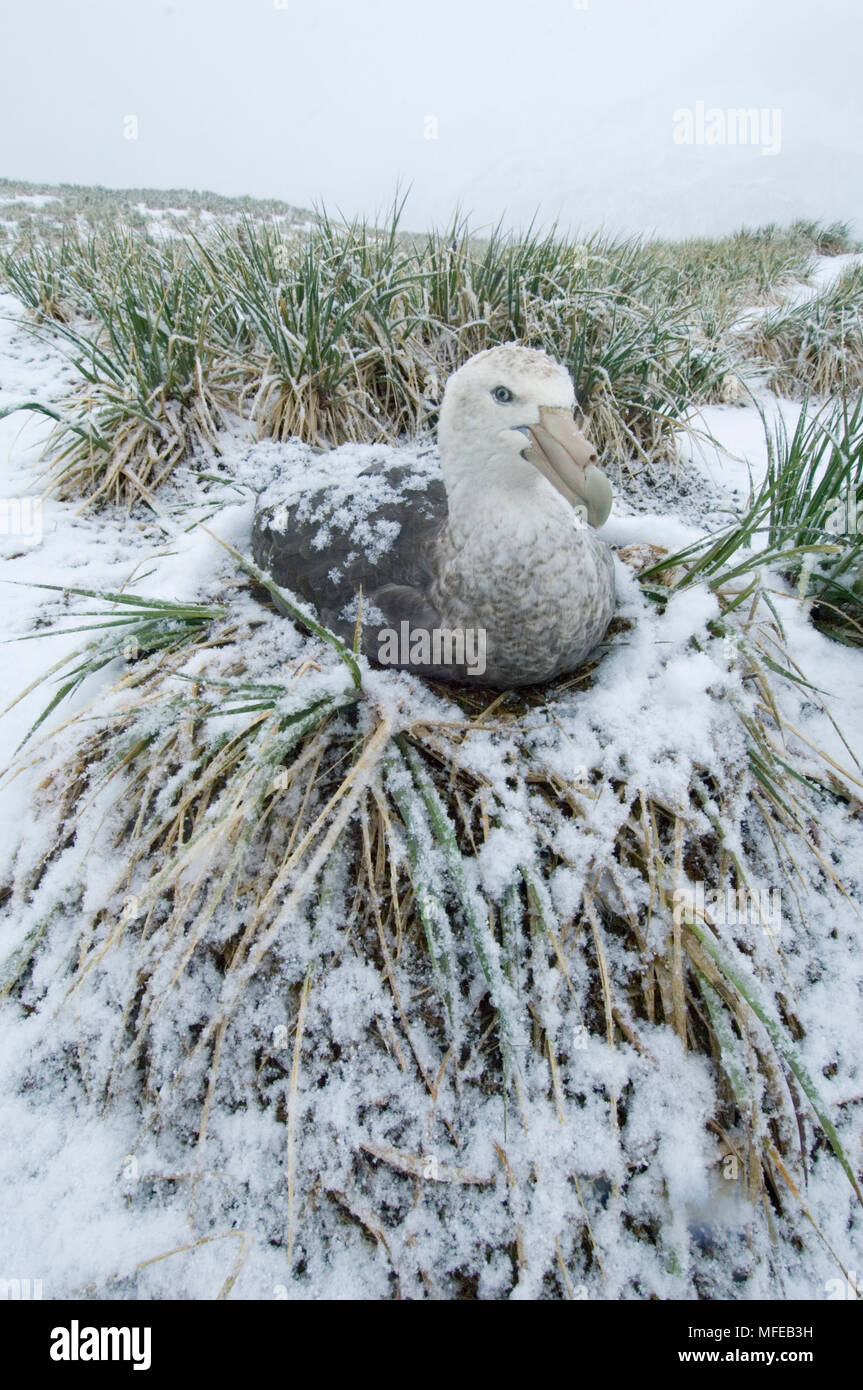 NORTHERN GIANT PETREL im Nest Macronectes halli South Georgia, Antarktis Stockfoto