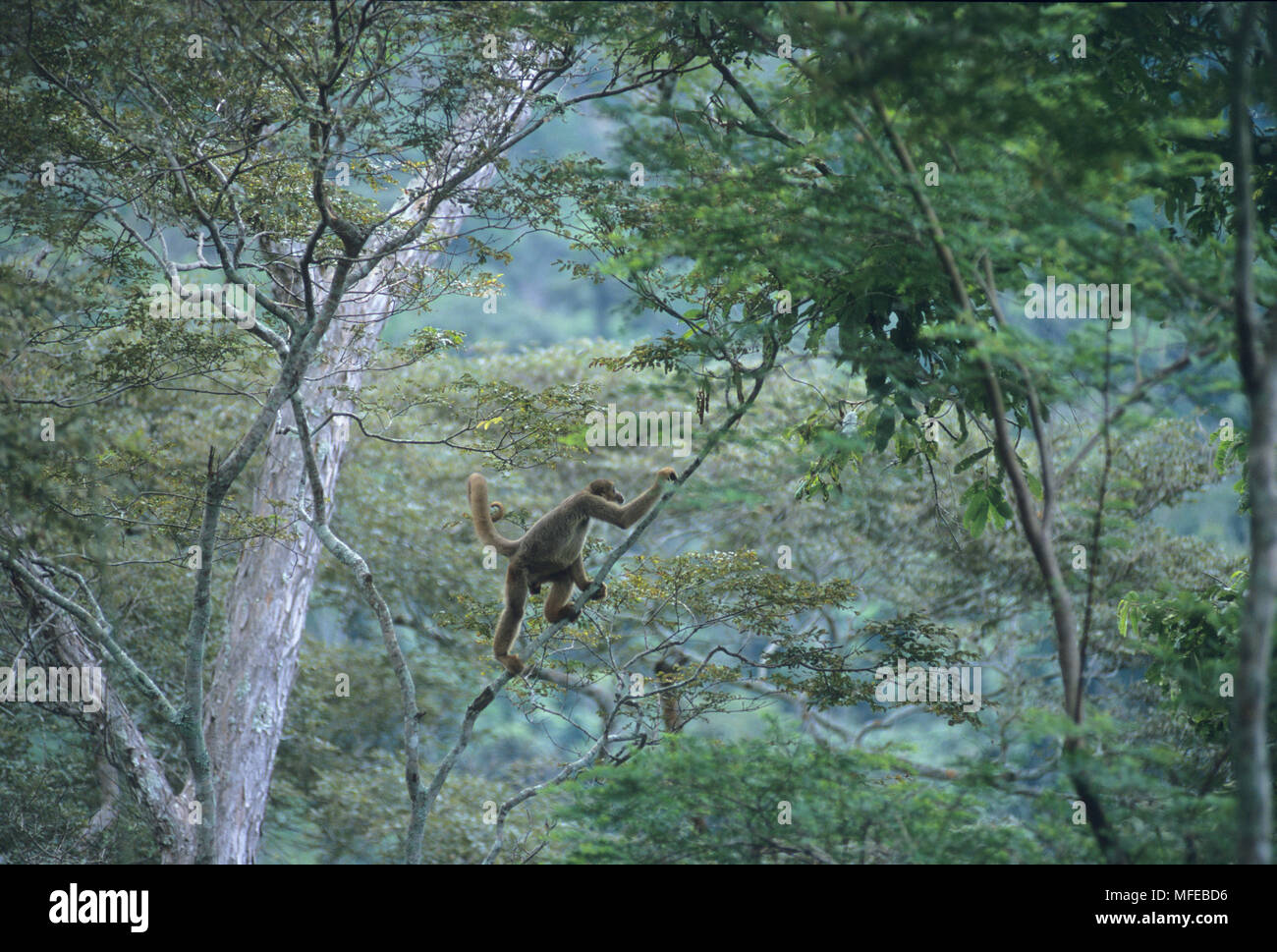 NORTHERN WOOLLY SPIDER MONKEY oder MURIQUI (Brachyteles hypoxanthus arachnoides) SE Brasilien, Minas Gerais, Caratinga finden, Atlantischen Wald Stockfoto