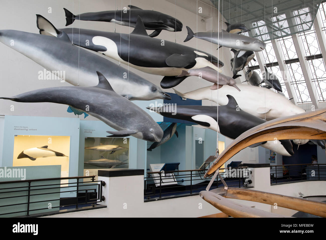 Säugetiere einschließlich Meeressäuger Ausstellungshalle am Natural History Museum in London, England, Vereinigtes Königreich. Das Museum zeigt eine breite Palette von Proben aus verschiedenen Segmenten der Naturgeschichte. Das Museum ist dem Leben und der Erde wissenschaft Exemplare aus rund 80 Millionen Artikel innerhalb von fünf wichtigsten Sammlungen: Botanik, Entomologie, Mineralogie, Paläontologie, Zoologie. Das Museum ist ein Zentrum der Forschung in der Taxonomie, Identifizierung und Erhaltung spezialisiert. Stockfoto