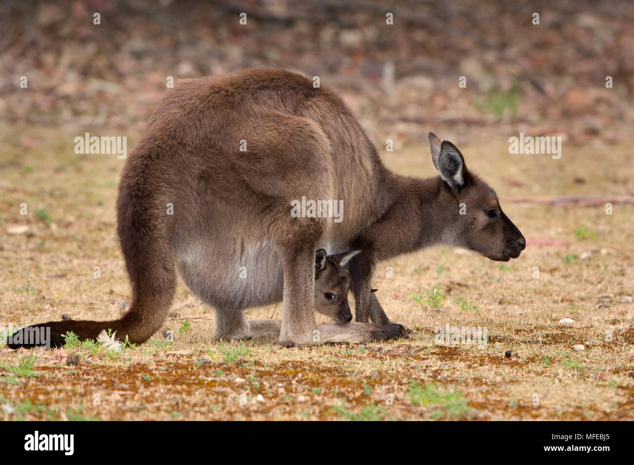 Kangaroo Island Kangaroo mit Joey im Beutel, Macropus fuliginosus (Unterarten von Western grey Kangaroo); Kangaroo Island, South Australia Stockfoto