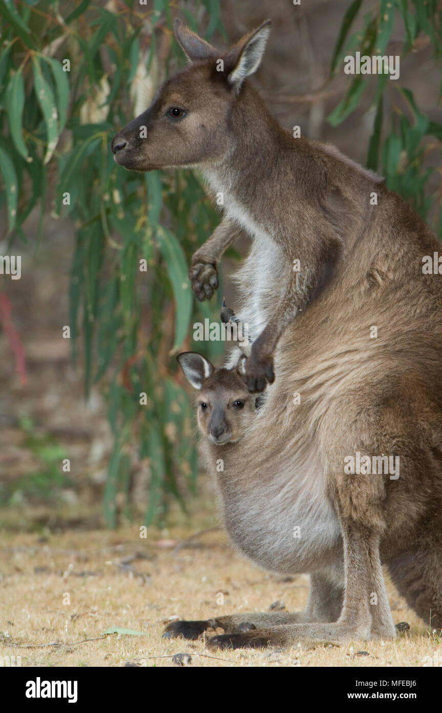Kangaroo Island Kangaroo mit Joey im Beutel, Macropus fuliginosus (Unterarten von Western grey Kangaroo); Kangaroo Island, South Australia Stockfoto