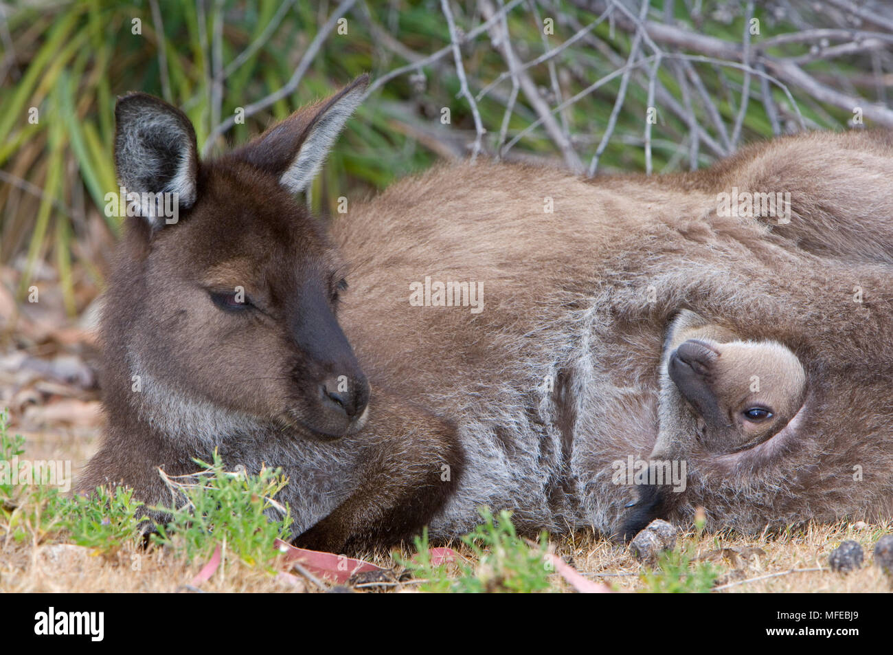 Kangaroo Island Kangaroo mit Joey im Beutel, Macropus fuliginosus (Unterarten von Western grey Kangaroo); Kangaroo Island, South Australia Stockfoto