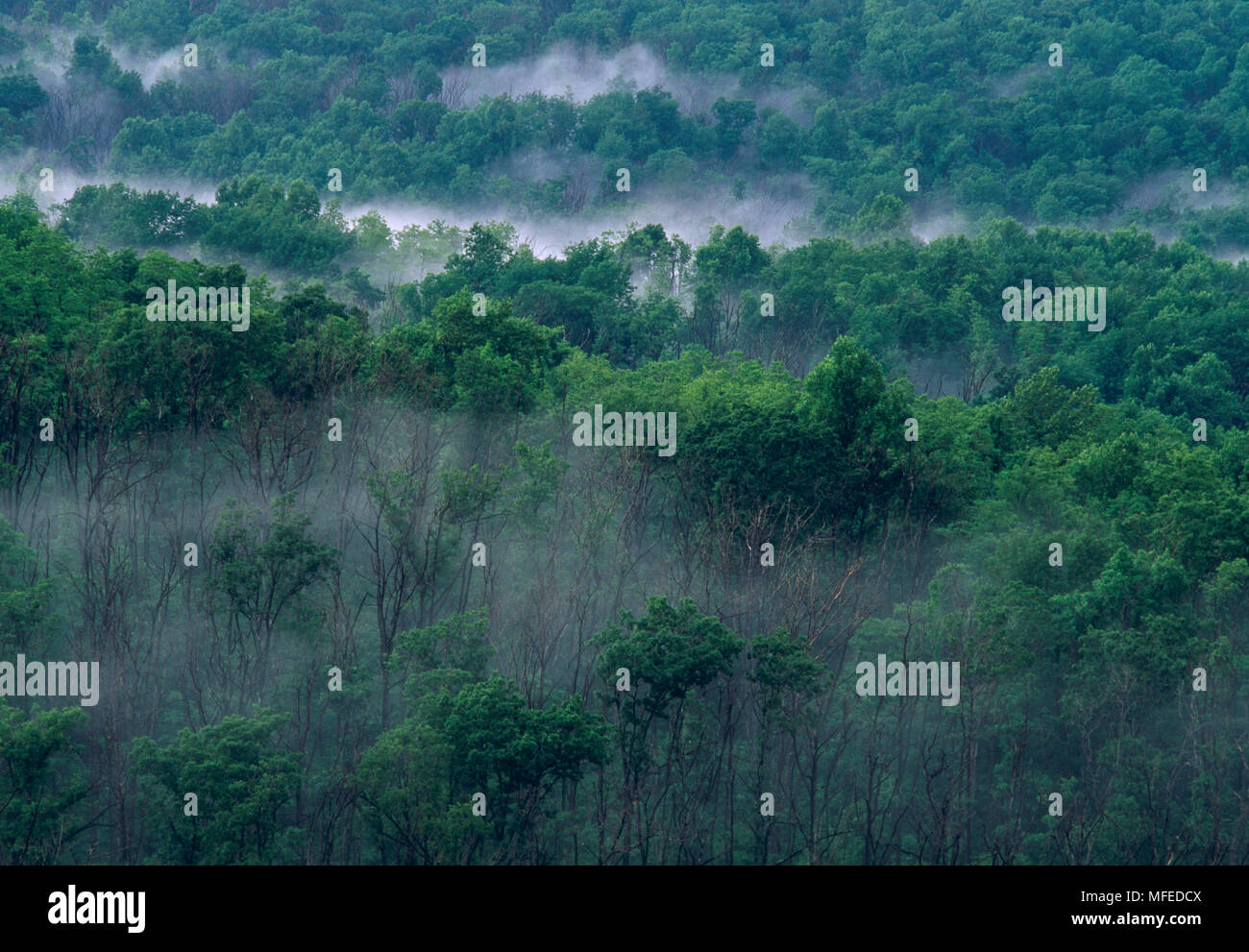 Wald NADEL-/BLATTVERLUST durch Schwammspinner Larven Virginia, USA Juni Schwammspinner Lymantria dispar ist Stockfoto