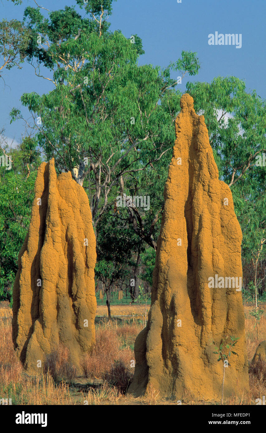 Kathedrale TERMITENHÜGEL Nasutitermes triodiae Top End, Northern Territory, Australien Stockfoto