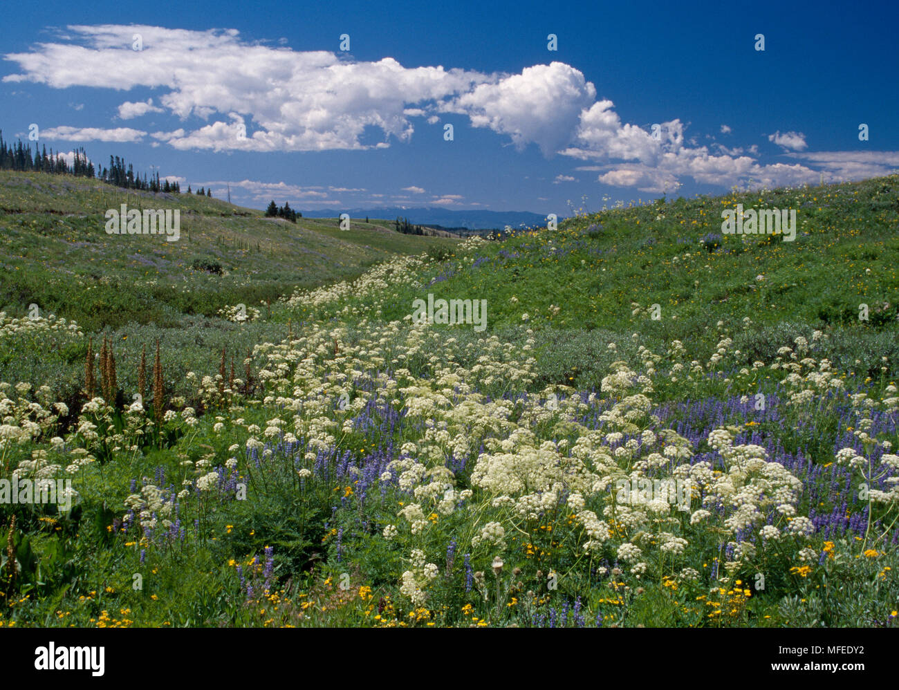 ALPINE FLORA in der Blüte Juli Deckelgarnituren Wildnis, White River Natl Wald, Colorado, USA Stockfoto