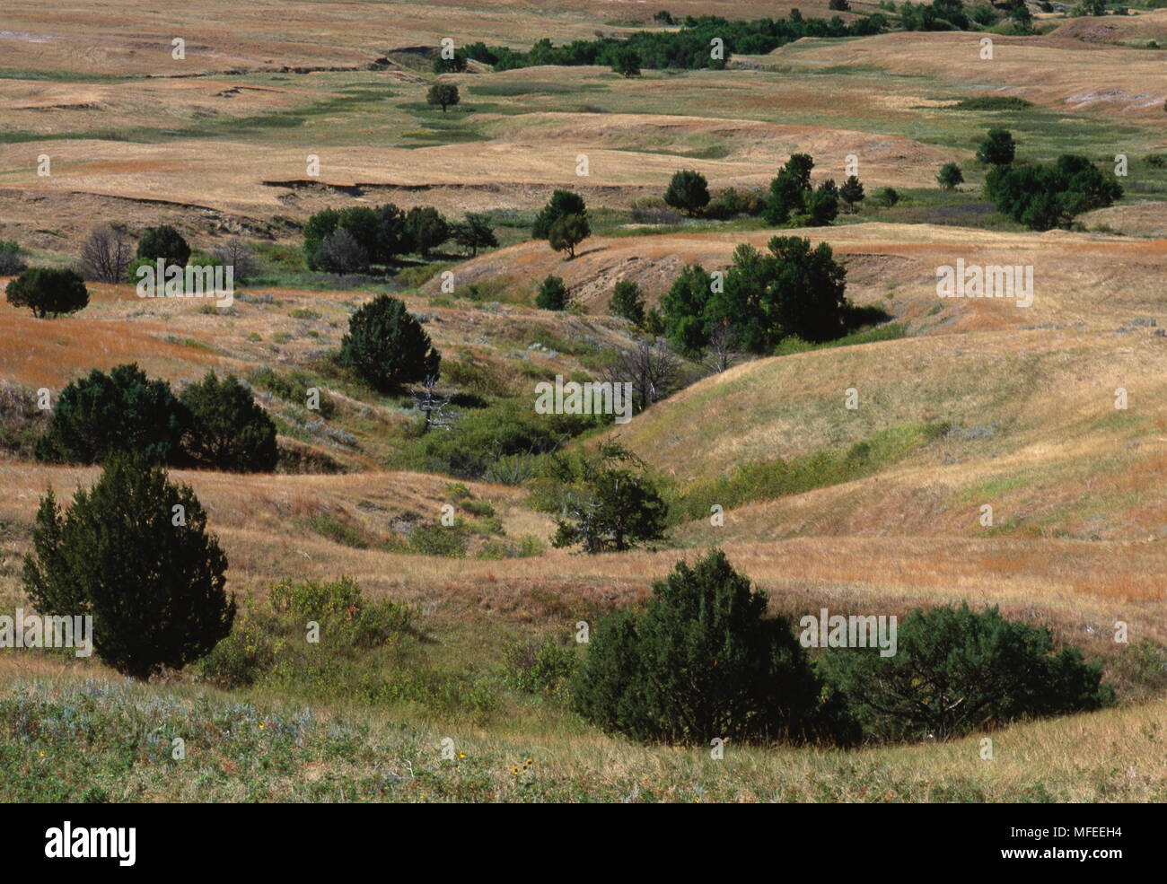 Kurzes gras wiese September Badlands National Park, South Dakota, Nord-USA Stockfoto