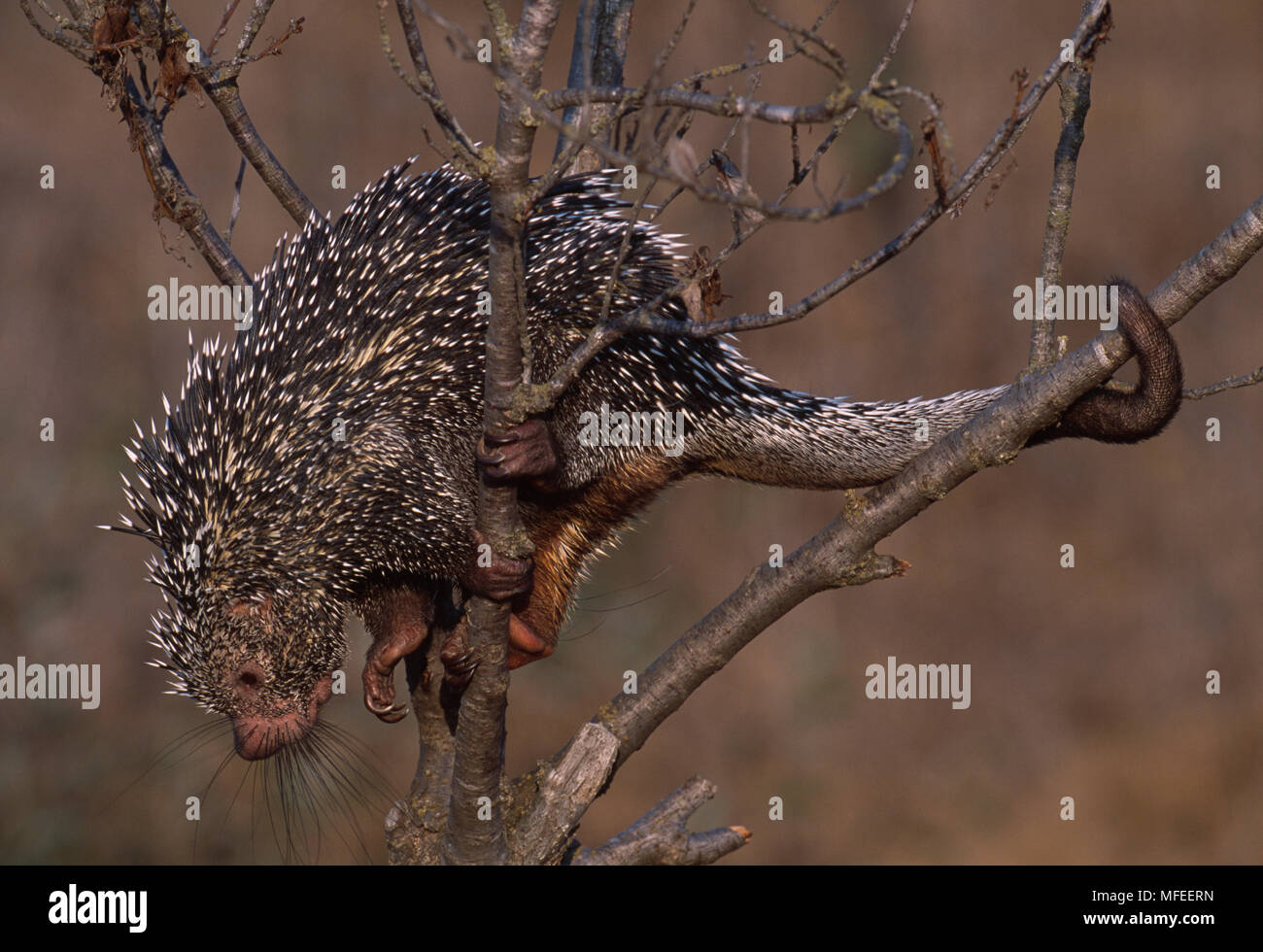 Im brasilianischen Porcupine Tree, Coendou prehensilis angezeigt Greifschwanz Stockfoto