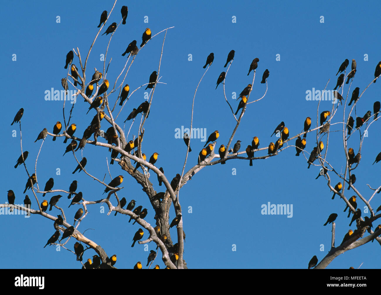 YELLOW-headed and Red-winged blackbird Herde in der Pappel baum Xanthocephalus xanthocephalus & Agelaius phoeniceus. New Mexico, USA Stockfoto