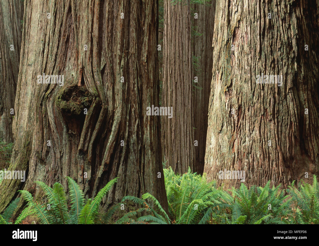 Küste oder Kalifornische Redwood Sequoia sempervirens & Schwert Farne Jedediah Smith S. S., Redwoods N. S., Kalifornien, USA Juni Stockfoto