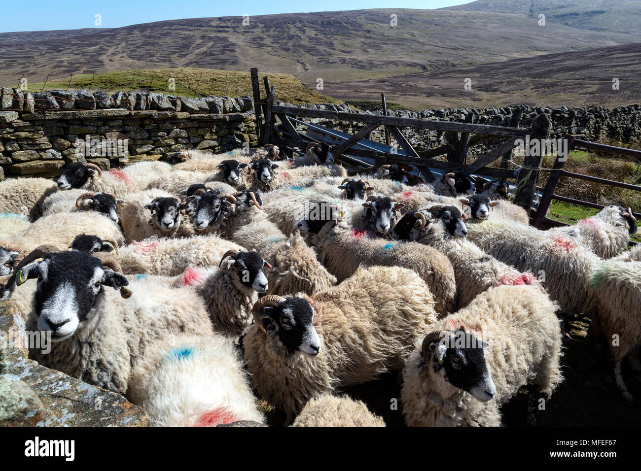 Swaledale Schafe in den Yorkshire Dales im Nordosten Englands. Stockfoto